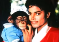 Chimpanzé que pertencia a Michael Jackson vive longe dos holofotes e curte rotina normal na Flórida
