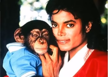 Chimpanzé que pertencia a Michael Jackson vive longe dos holofotes e curte rotina normal na Flórida