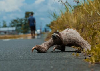 Projeto que prevê construção de corredor para animais em rodovias é aprovado pela Câmara dos Deputados