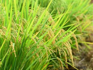 Federarroz recomenda cuidados na aplicação de agroquímicos