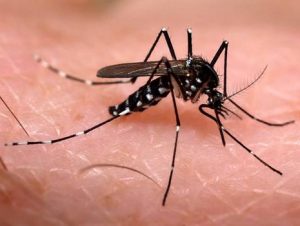 Novo Cabrais intensifica ações contra mosquito Aedes Aegypti