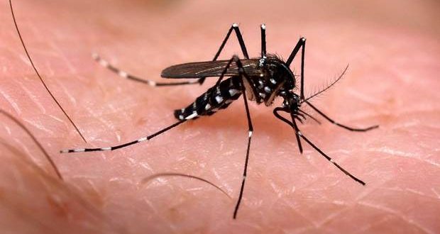 Novo Cabrais intensifica ações contra mosquito Aedes Aegypti