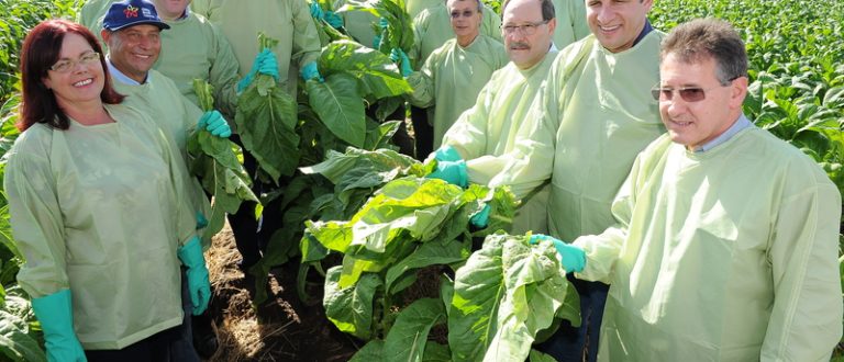 Abertura da Colheita do Tabaco no RS será em Canguçu