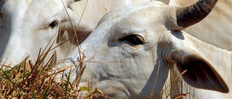 Pesquisa identifica genes que determinam qualidade da carne bovina