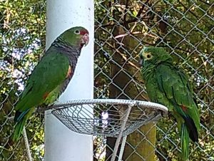 Zoológico Municipal está com novos moradores