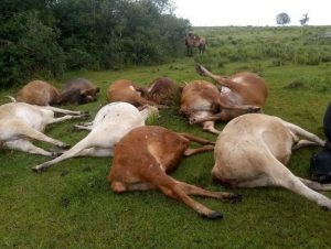 Intoxicação pode ter matado 22 vacas em Santaninha