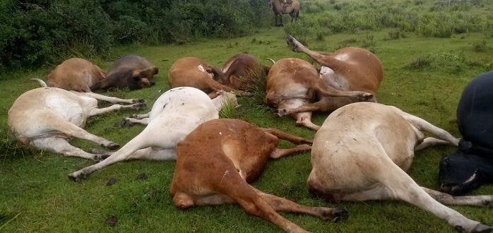 Intoxicação pode ter matado 22 vacas em Santaninha