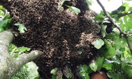 Enxame gigante de abelhas chama atenção em Caçapava do Sul