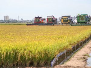 Produtores organizam caravanas para a Abertura da Colheita do Arroz