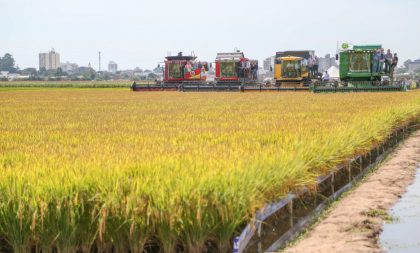 Produtores organizam caravanas para a Abertura da Colheita do Arroz