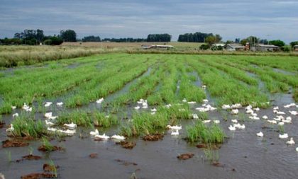 Arroz apresenta adequado desenvolvimento e condição fitossanitária boa