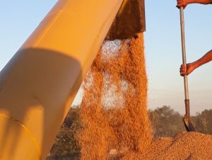 Conab destinou R$ 31 milhões à comercialização do arroz em 2018