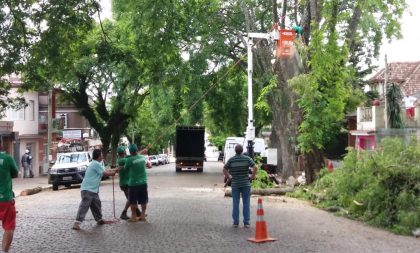 Depois da queda de galhos, corte total da tipuana