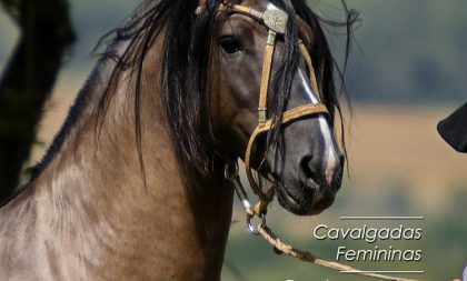 Imagens Gaúchas traz a importação de cavalos crioulos