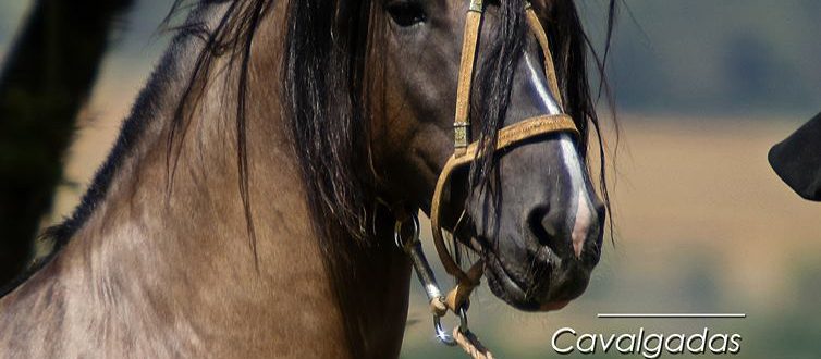 Imagens Gaúchas traz a importação de cavalos crioulos