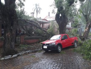 Árvore cai sobre o prédio do CAPs e interrompe rua