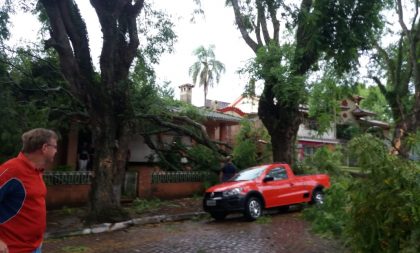 “Vamos esperar cair outras”. Esta é a visão da Prefeitura sobre as tipuanas