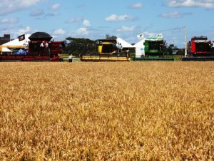 29ª Abertura Oficial da Colheita do Arroz segue até sexta (22)