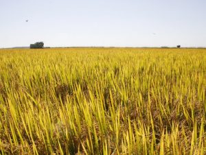 Arroz: Cachoeira participa de debate sobre custo de produção