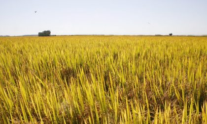 Arroz: Cachoeira participa de debate sobre custo de produção