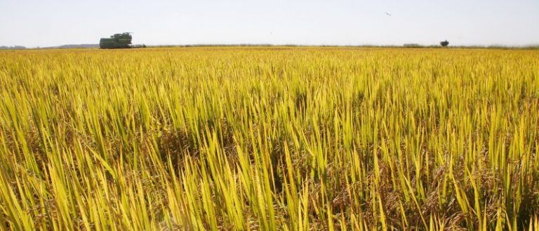 Arroz: Cachoeira participa de debate sobre custo de produção