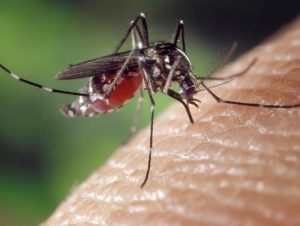 Estado confirma quatro casos de Dengue