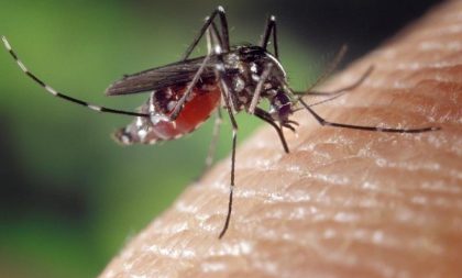 Estado confirma quatro casos de Dengue