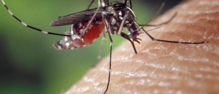 Estado confirma quatro casos de Dengue