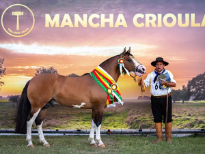 Exemplar de Cachoeira do Sul é o grande nome do Mancha Crioula 2019