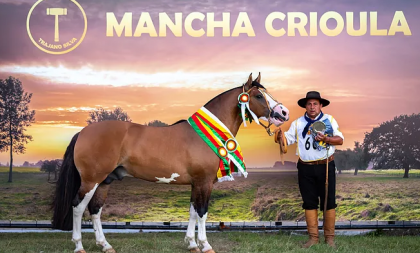 Exemplar de Cachoeira do Sul é o grande nome do Mancha Crioula 2019