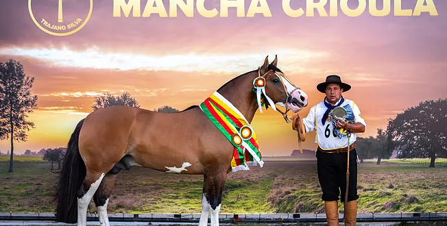 Exemplar de Cachoeira do Sul é o grande nome do Mancha Crioula 2019