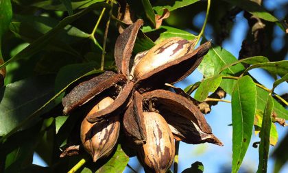 Abertura da Colheita da Noz-Pecã e Simpósio Sul-Americano será em abril