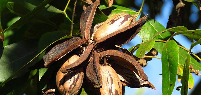 Abertura da Colheita da Noz-Pecã e Simpósio Sul-Americano será em abril