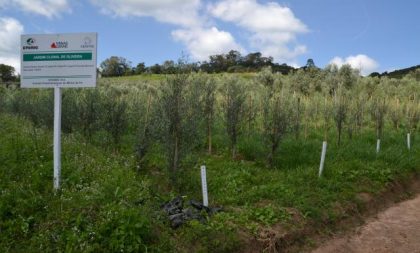 Olivas do Sul tem destaque na produção de azeite