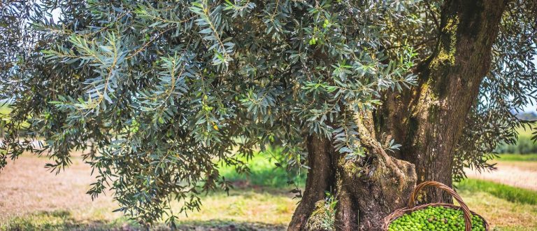 Olivas do Sul abre colheita de azeitonas neste sábado