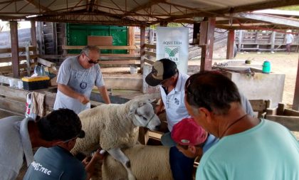 Produtores completam curso de inseminação em ovinos