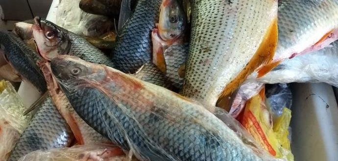 Batalhão detém pescadores por crime ambiental em Agudo