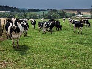 Estado disponibiliza R$ 4 milhões para compra de sementes forrageiras