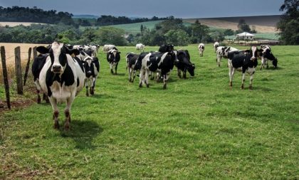 Estado disponibiliza R$ 4 milhões para compra de sementes forrageiras