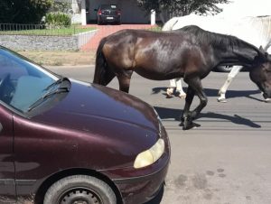 Cavalos soltos são recolhidos no centro da cidade