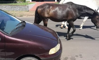 Cavalos soltos são recolhidos no centro da cidade