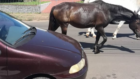 Cavalos soltos são recolhidos no centro da cidade