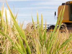 Cachoeira já colheu 20,8% da área do arroz