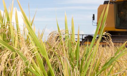 Cachoeira já colheu 20,8% da área do arroz