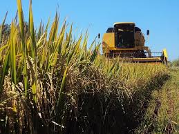 Colheita do arroz avança e chega a 22% da área plantada