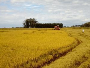 Celebração da Colheita do Arroz Orgânico será nesta quinta em Viamão