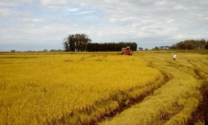 Celebração da Colheita do Arroz Orgânico será nesta quinta em Viamão