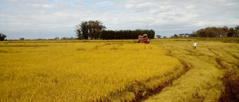 Celebração da Colheita do Arroz Orgânico será nesta quinta em Viamão