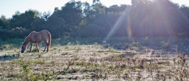 Secretaria da Agricultura pede estudo para retirada do exame de mormo