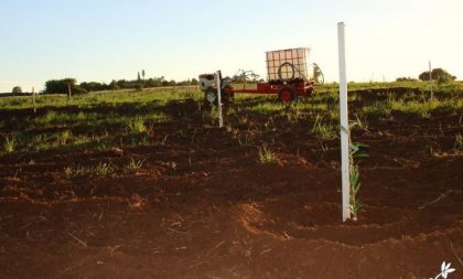 Olivas do Sul projeta produção de 160 toneladas de azeitonas